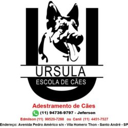 Adestramento de Cães